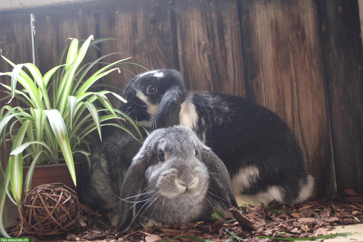 Bild 3: Junges Zwergwidderpärchen zu verkaufen