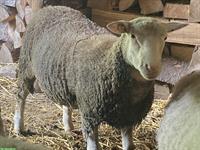 Weisses Alpenschaf Bock zu verkaufen