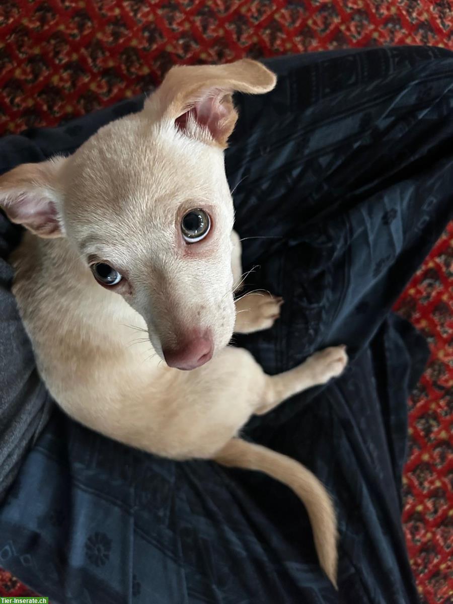 Kleiner Mischlingshund, Jack Russel x Kleinspitz x Chihuahua Mischling