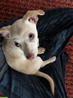 Kleiner Mischlingshund, Jack Russel x Kleinspitz x Chihuahua Mischling