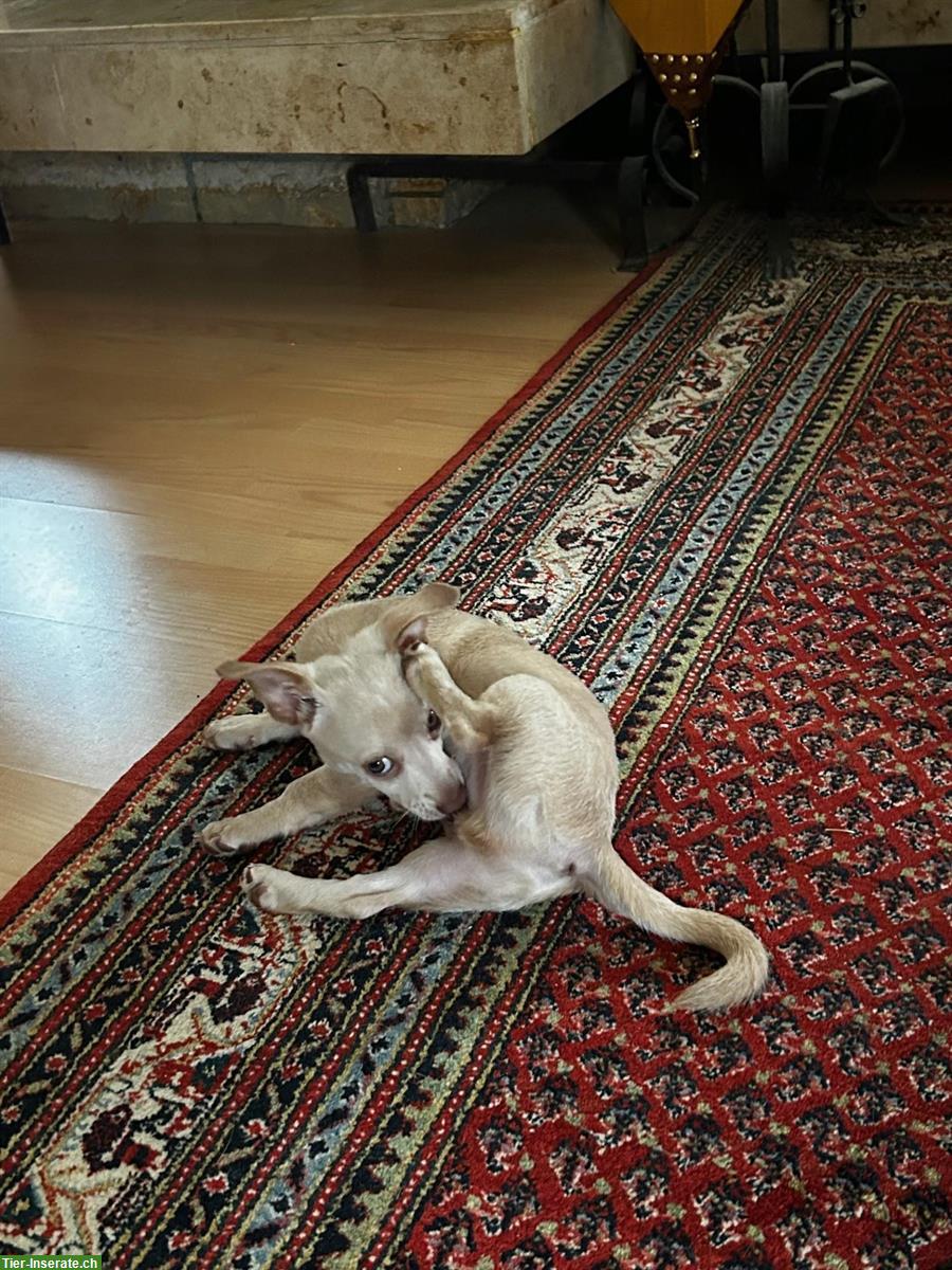 Bild 2: Kleiner Mischlingshund, Jack Russel x Kleinspitz x Chihuahua Mischling