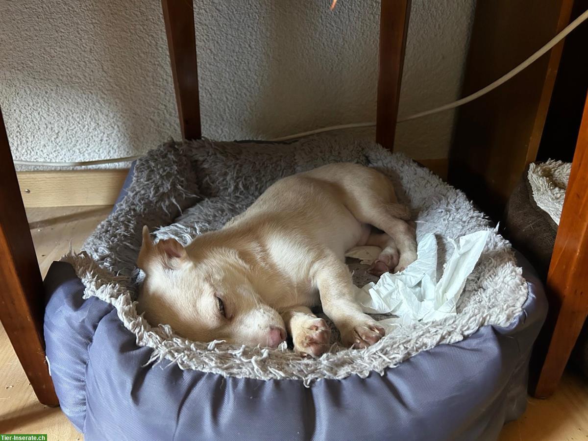 Bild 3: Kleiner Mischlingshund, Jack Russel x Kleinspitz x Chihuahua Mischling