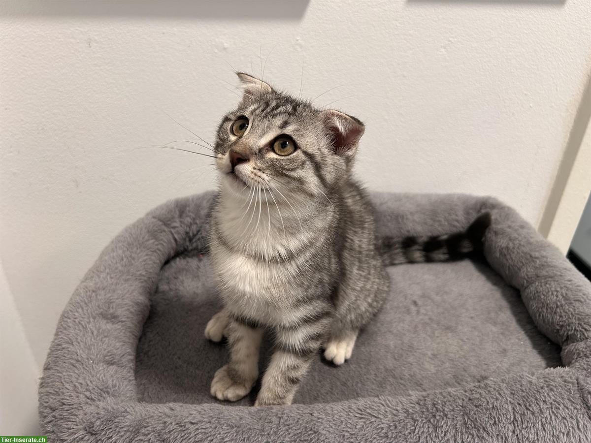 Scottish Fold x Bengal Mix Katzen zu verkaufen