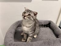 Scottish Fold x Bengal Mix Katzen zu verkaufen