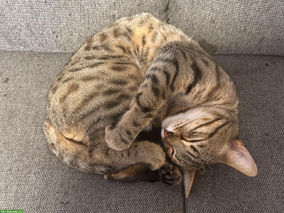 Bild 10: Scottish Fold x Bengal Mix Katzen zu verkaufen