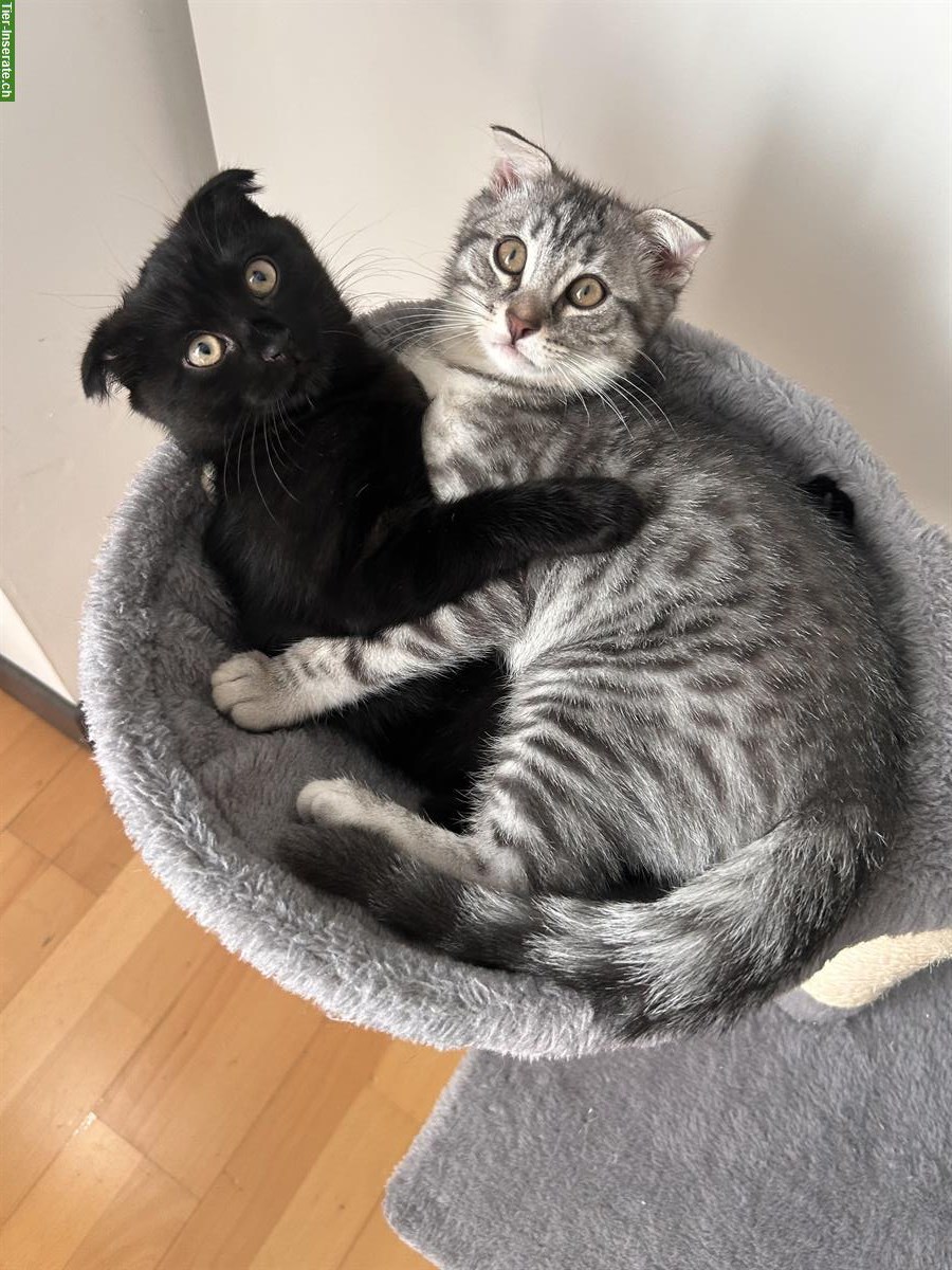 Bild 4: Scottish Fold x Bengal Mix Katzen zu verkaufen