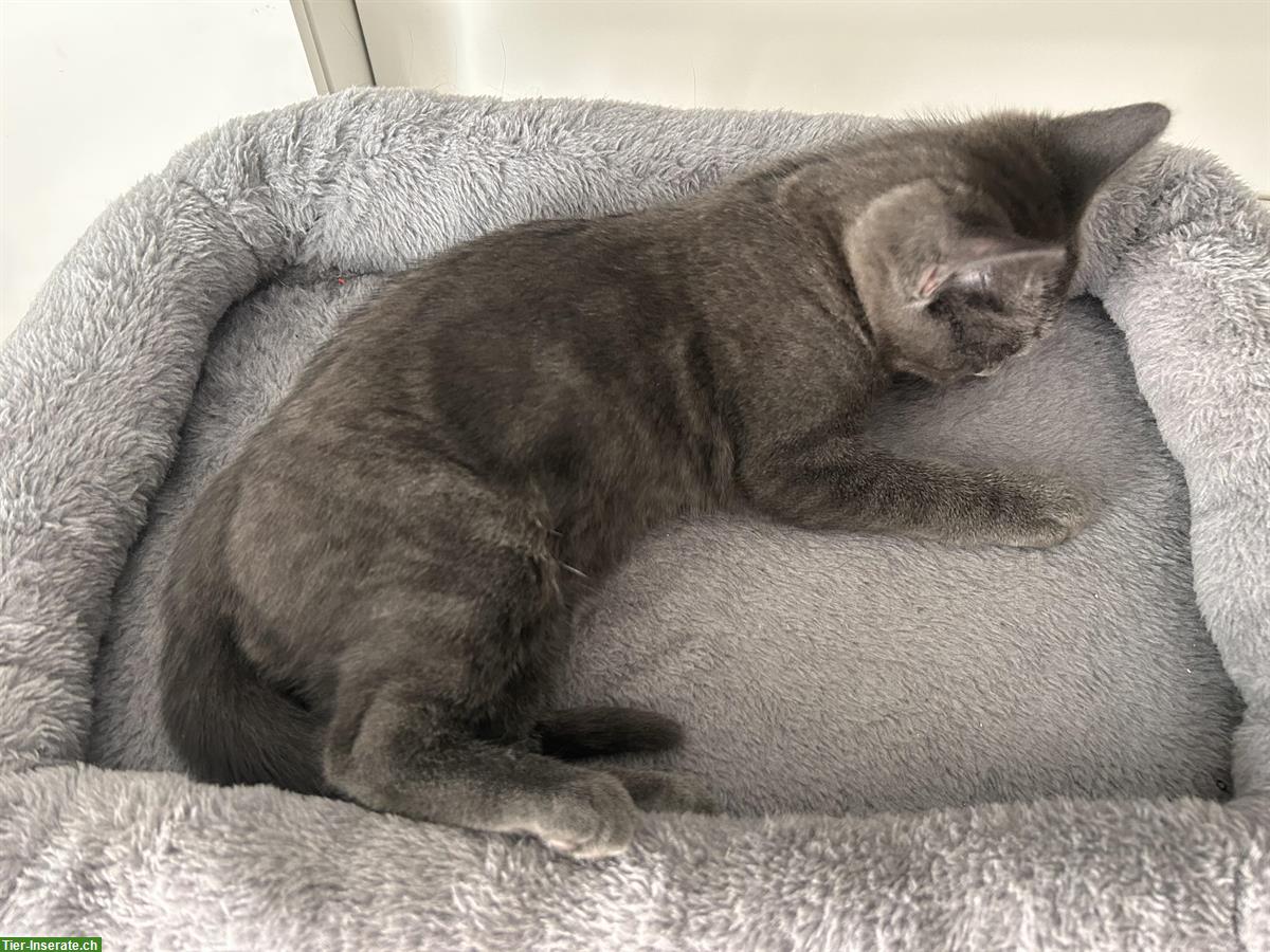 Bild 5: Scottish Fold x Bengal Mix Katzen zu verkaufen