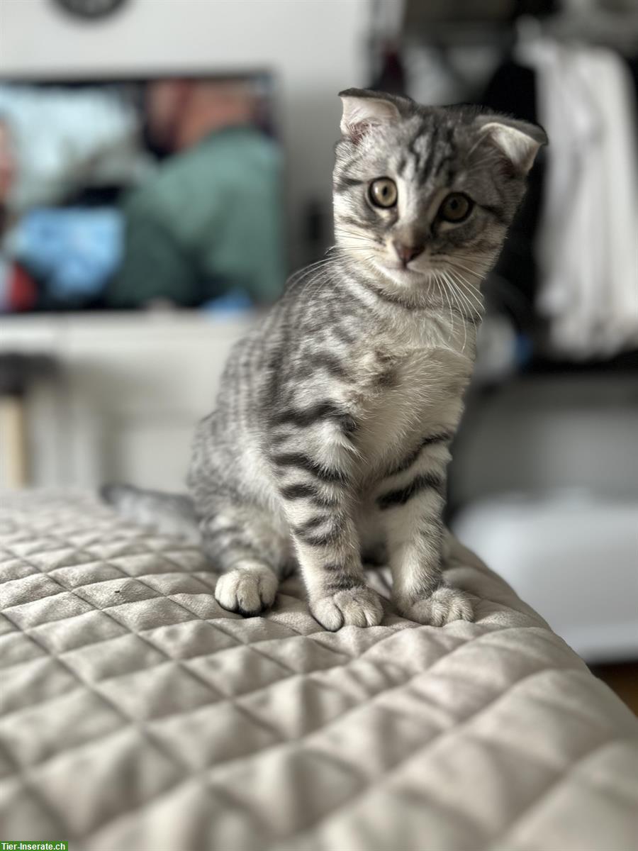 Bild 6: Scottish Fold x Bengal Mix Katzen zu verkaufen
