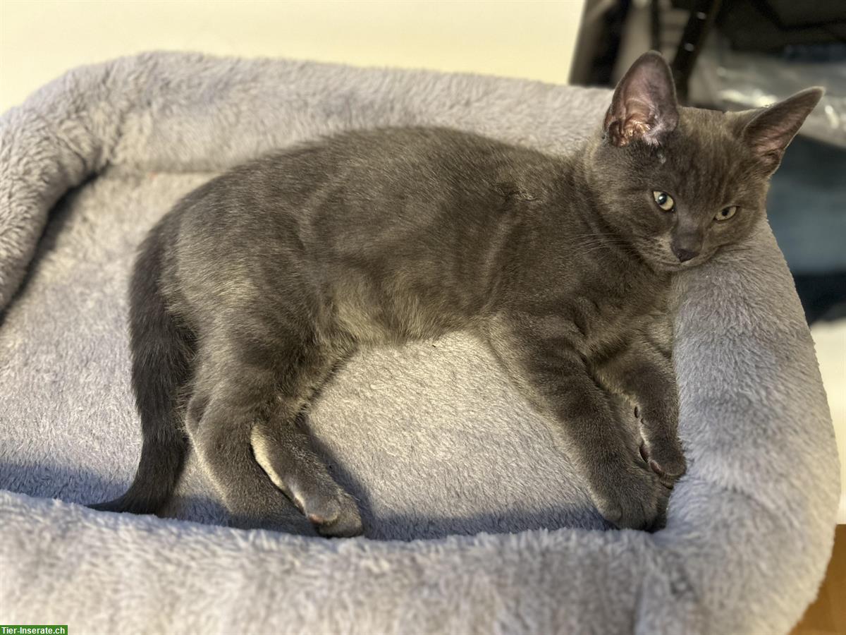 Bild 7: Scottish Fold x Bengal Mix Katzen zu verkaufen