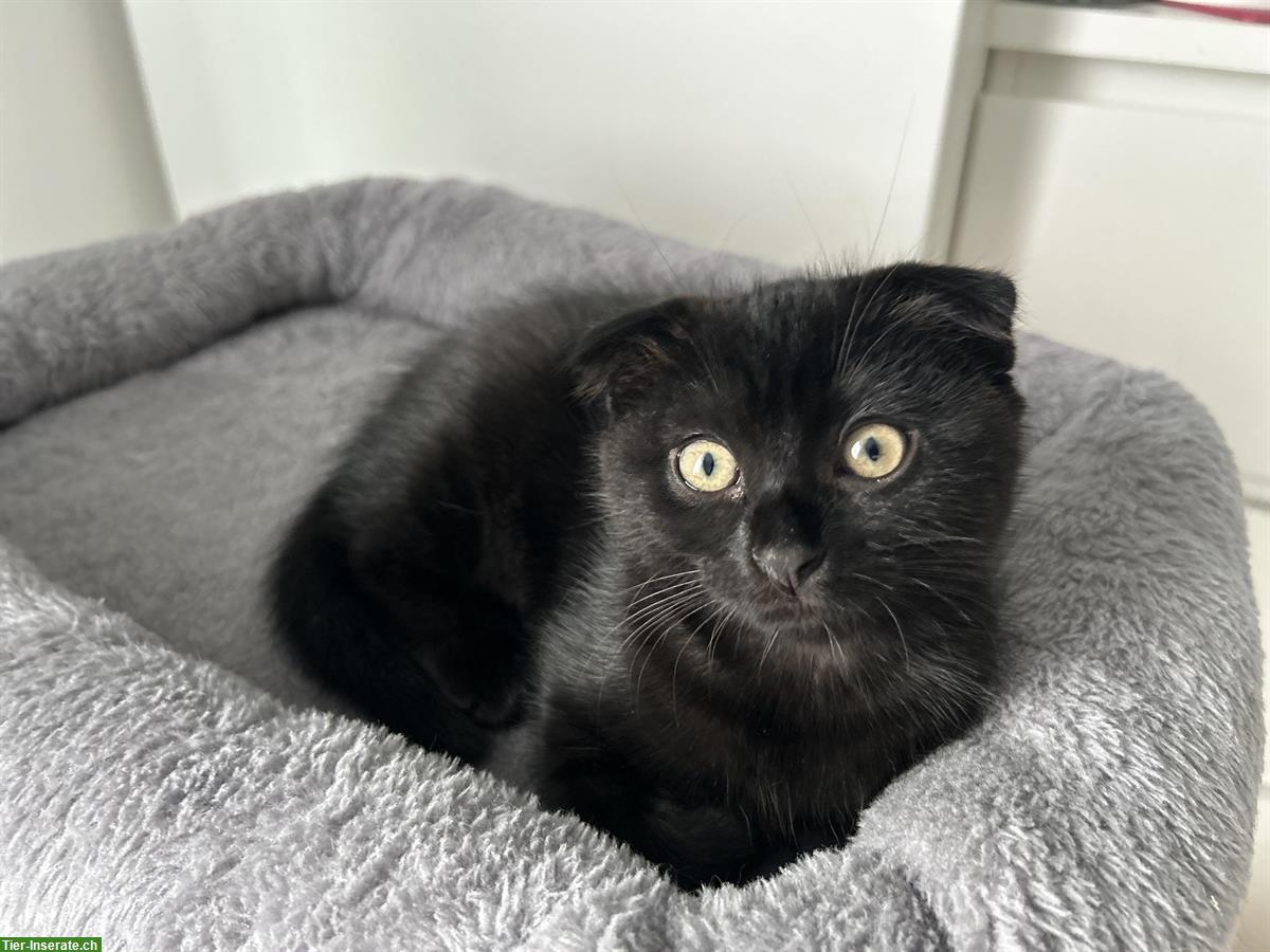Bild 8: Scottish Fold x Bengal Mix Katzen zu verkaufen