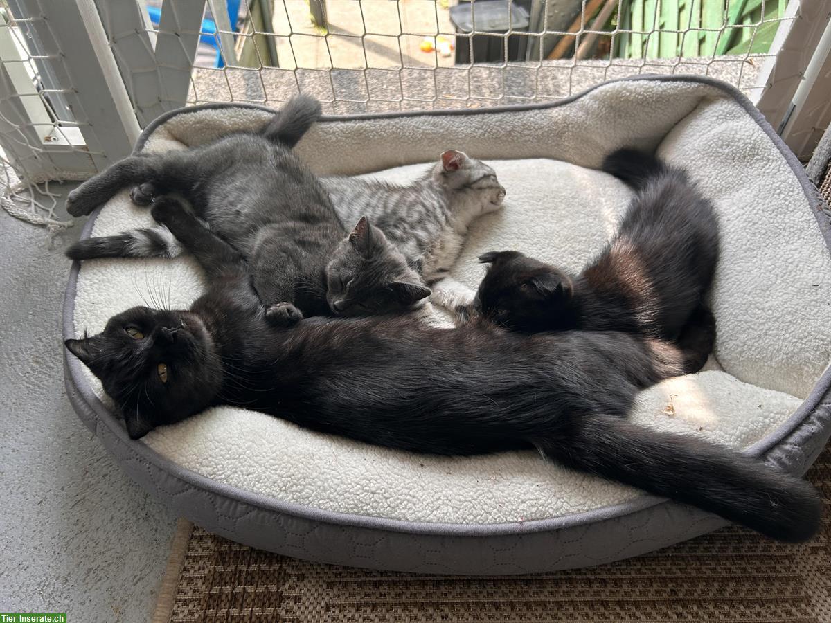 Bild 9: Scottish Fold x Bengal Mix Katzen zu verkaufen