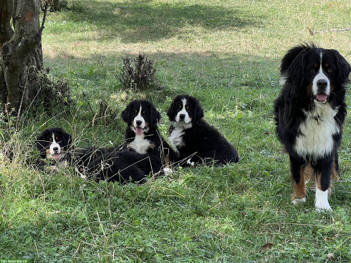 Wurfankündigung Berner Sennenhund Welpen für Oktober