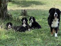 Wurfankündigung Berner Sennenhund Welpen für Oktober