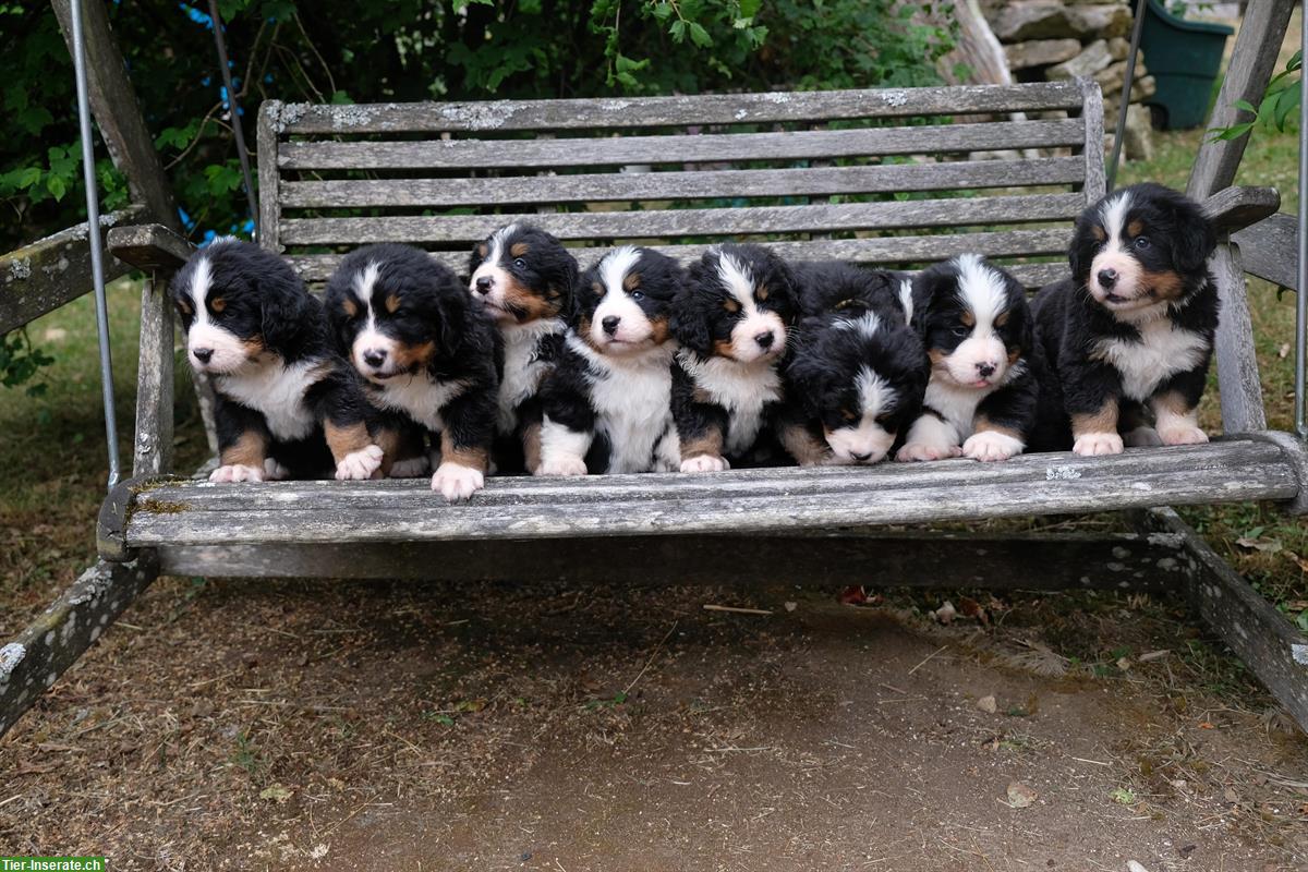 Bild 2: Wurfankündigung Berner Sennenhund Welpen für Oktober