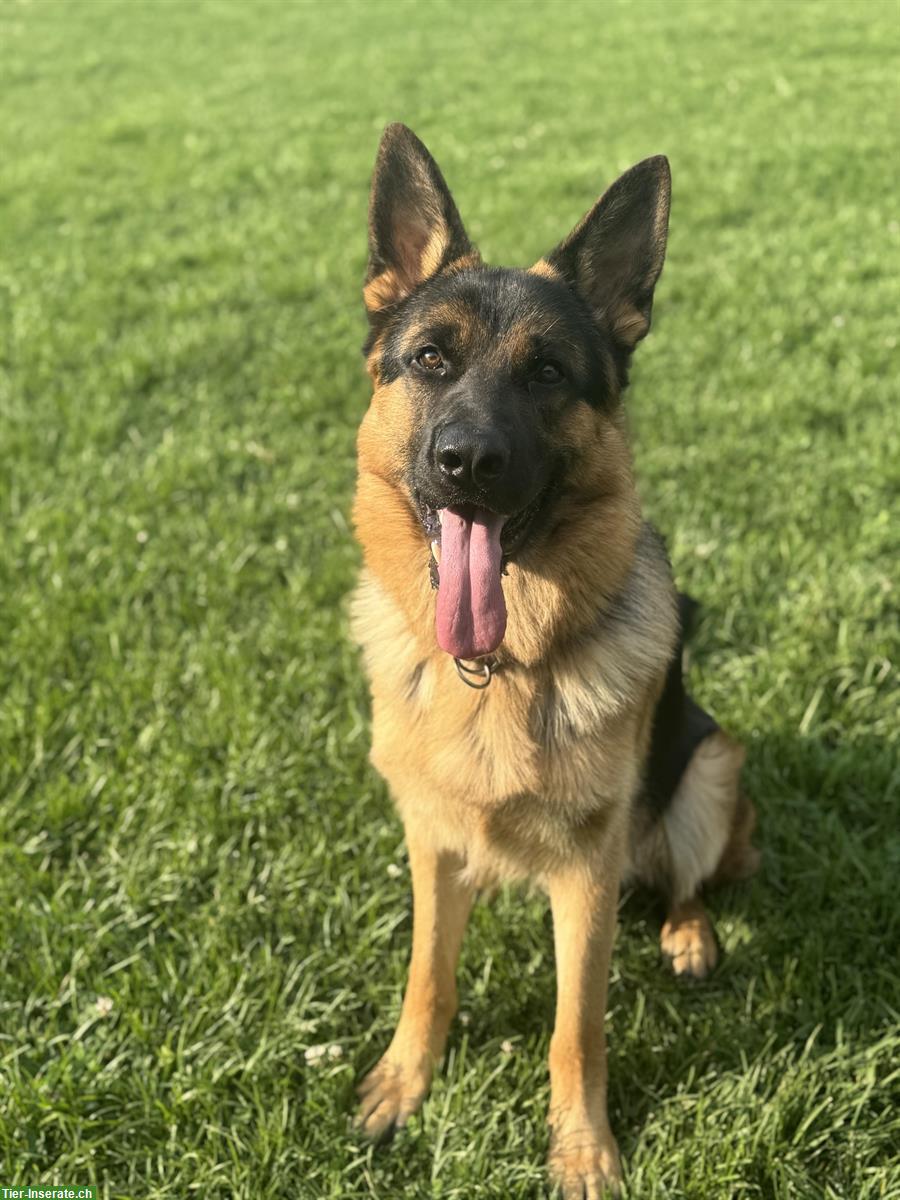 Deutscher Schäferhund, Rüde, 1 Jahr alt