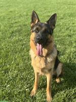 Deutscher Schäferhund, Rüde, 1 Jahr alt