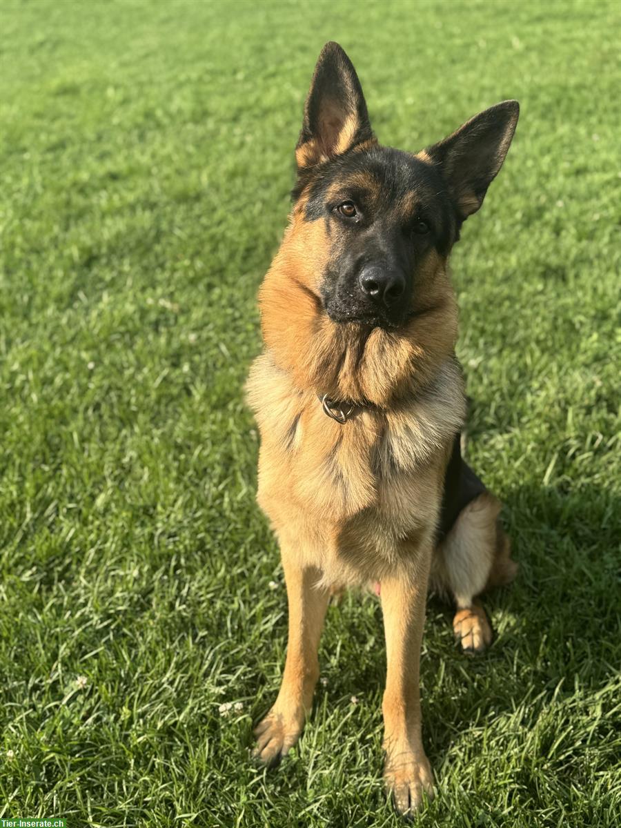 Bild 2: Deutscher Schäferhund, Rüde, 1 Jahr alt