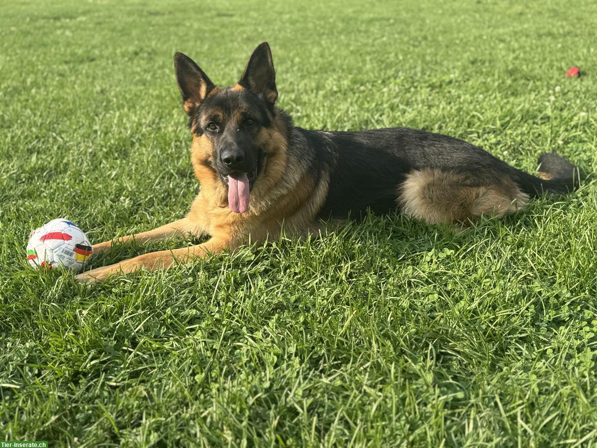 Bild 3: Deutscher Schäferhund, Rüde, 1 Jahr alt