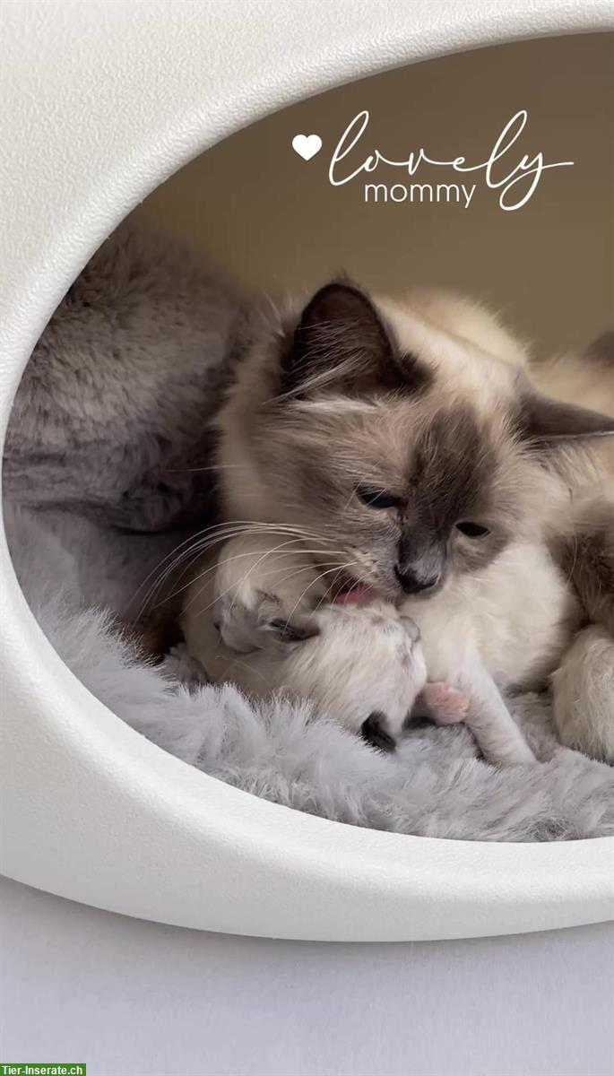 Heilige Birma Kitten - edle Samtpfoten voller Liebe & Anmut
