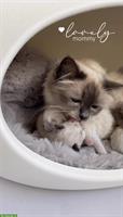 Heilige Birma Kitten - edle Samtpfoten voller Liebe & Anmut