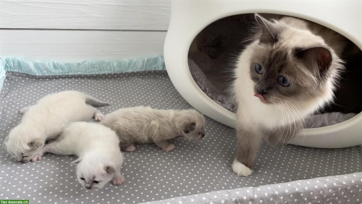 Bild 2: Heilige Birma Kitten - edle Samtpfoten voller Liebe & Anmut