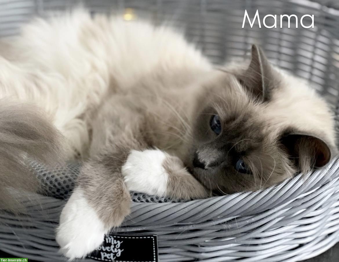 Bild 5: Heilige Birma Kitten - zauberhafte Samtpfoten zum Liebhaben