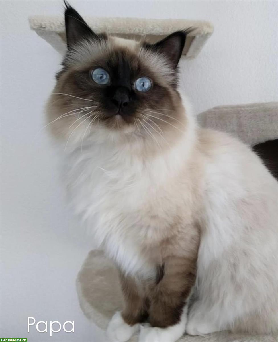 Bild 6: Heilige Birma Kitten - zauberhafte Samtpfoten zum Liebhaben