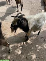 GRATIS Zwergziegen-Bock abzugeben