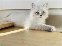 Sibirische und Neva Masquerade Kitten mit Stammbaum
