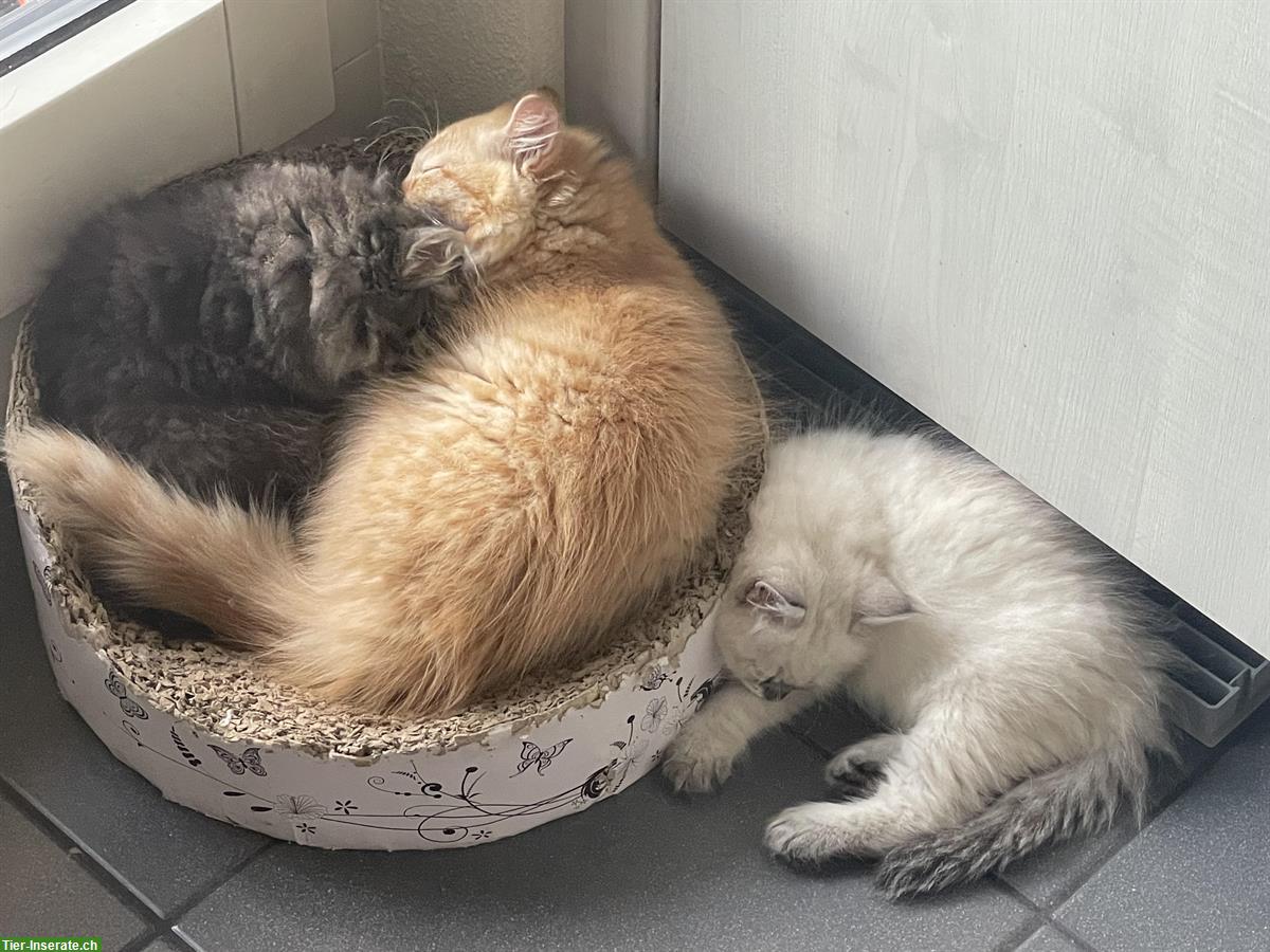 Bild 7: Sibirische und Neva Masquerade Kitten mit Stammbaum