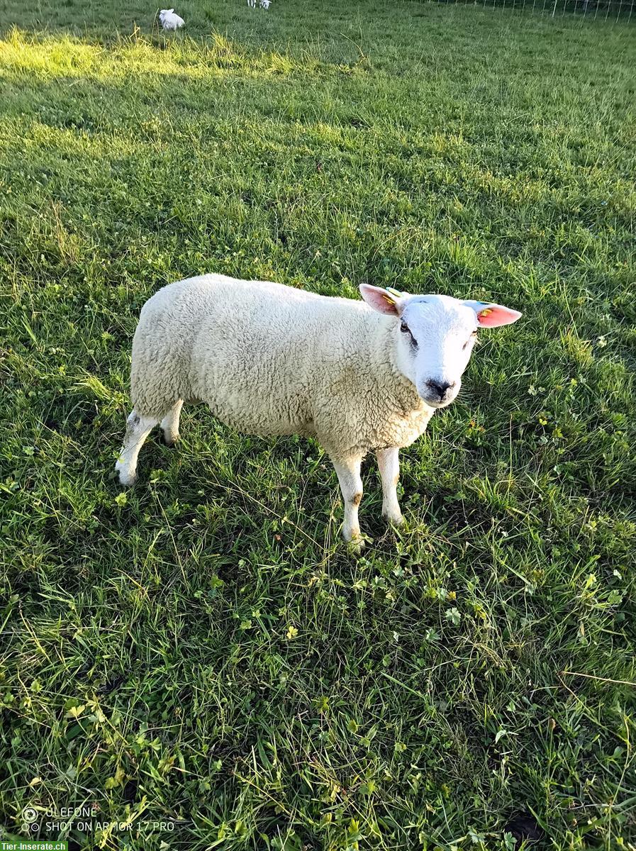 Texel Lammböcke und Suffolk Lammböcke zu verkaufen