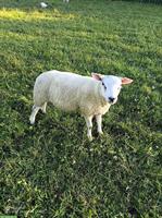 Texel Lammböcke und Suffolk Lammböcke zu verkaufen