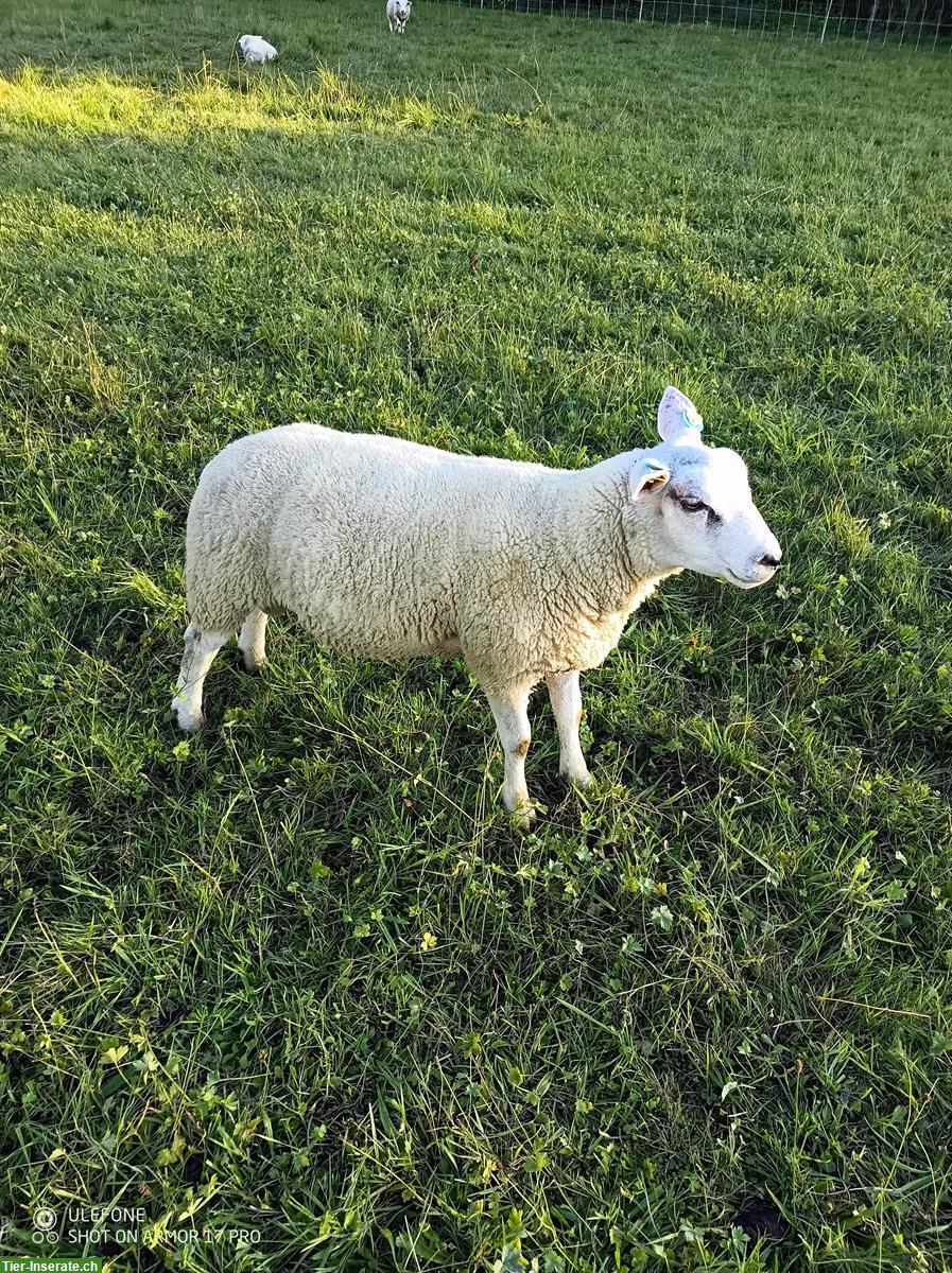 Bild 2: Texel Lammböcke und Suffolk Lammböcke zu verkaufen