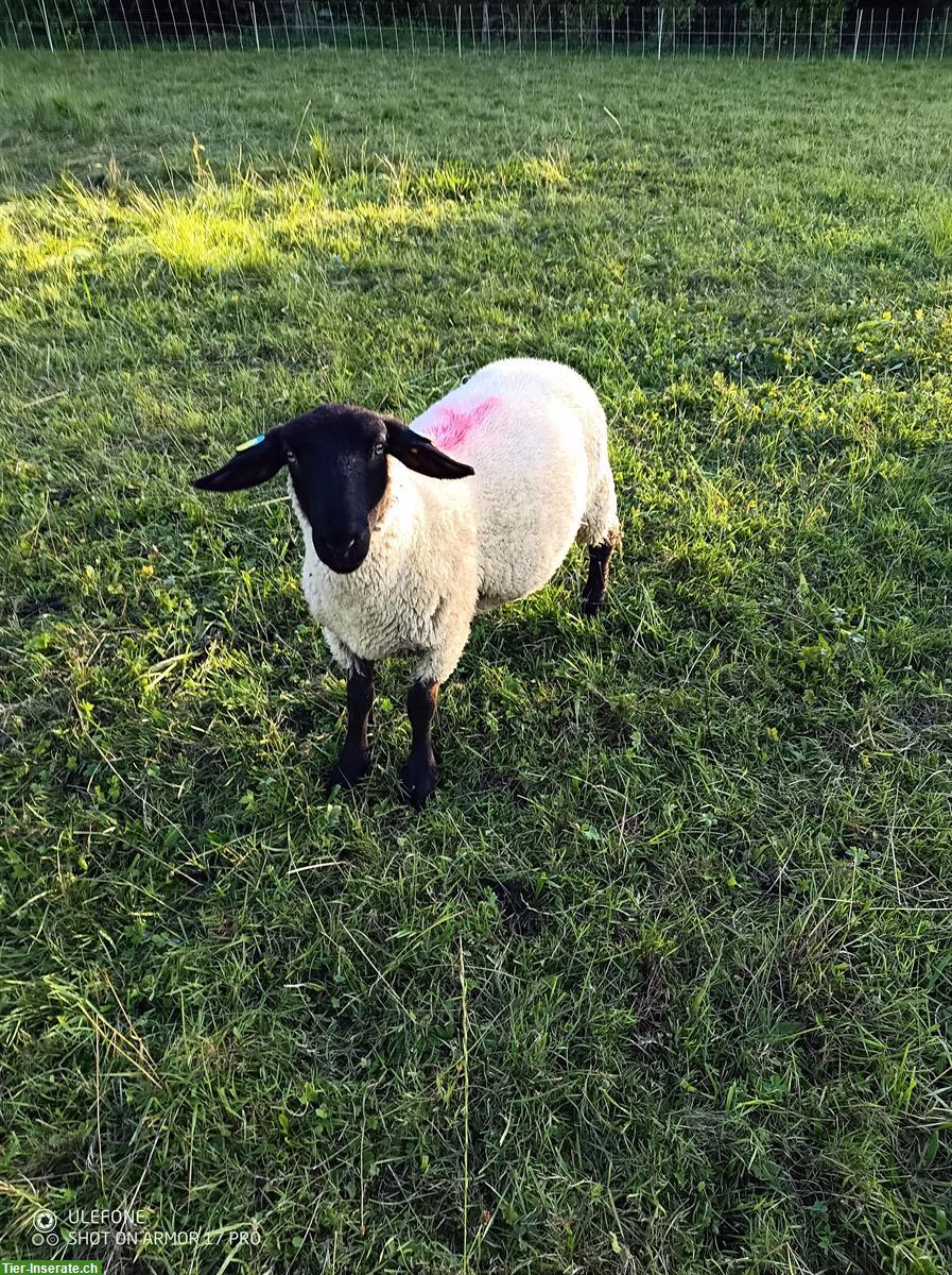 Bild 3: Texel Lammböcke und Suffolk Lammböcke zu verkaufen