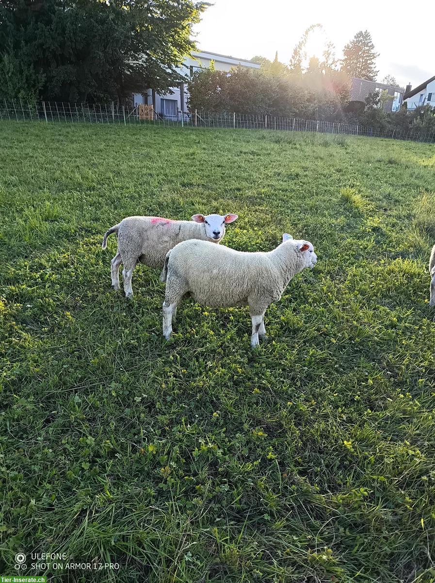 Bild 5: Texel Lammböcke und Suffolk Lammböcke zu verkaufen