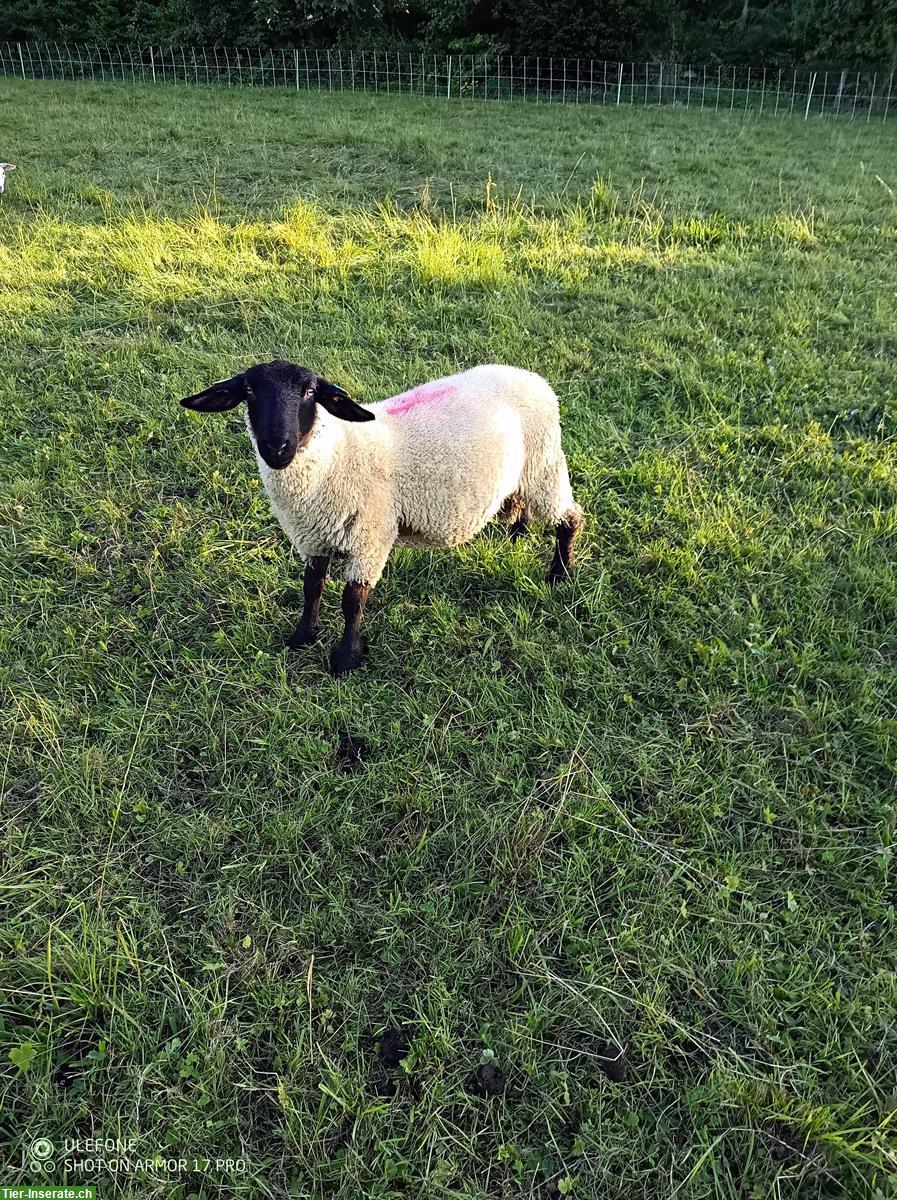 Bild 6: Texel Lammböcke und Suffolk Lammböcke zu verkaufen
