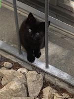 GRATIS: Schwarzes Kitten abzugeben