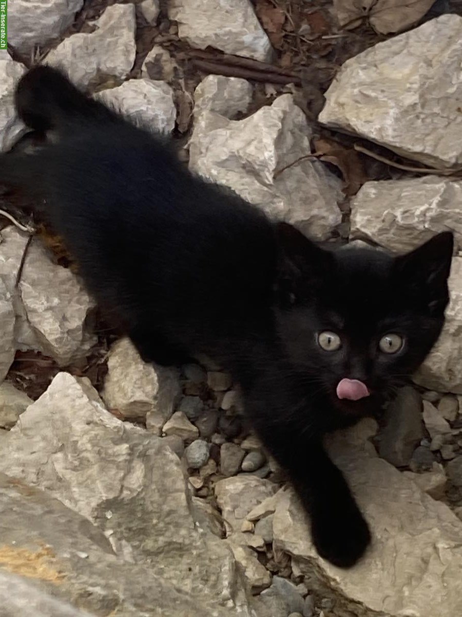 Bild 2: GRATIS: Schwarzes Kitten abzugeben