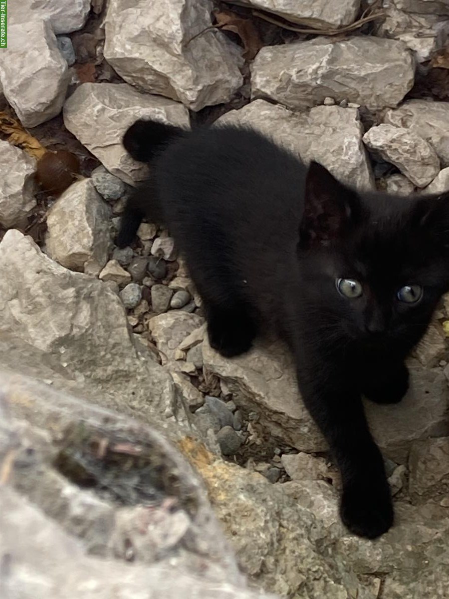 Bild 3: GRATIS: Schwarzes Kitten abzugeben