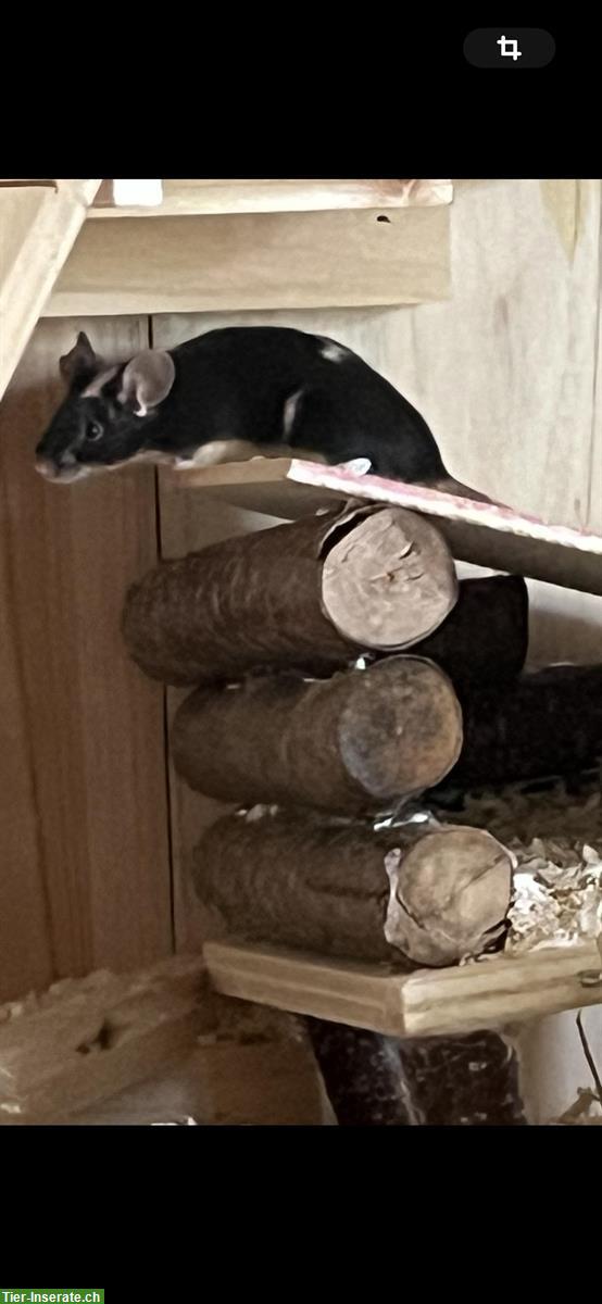 Bild 4: Zum Verkauf: Farbmäuse mit Stall