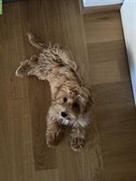 Maltipoo Welpe, weiblich sucht ein Zuhause