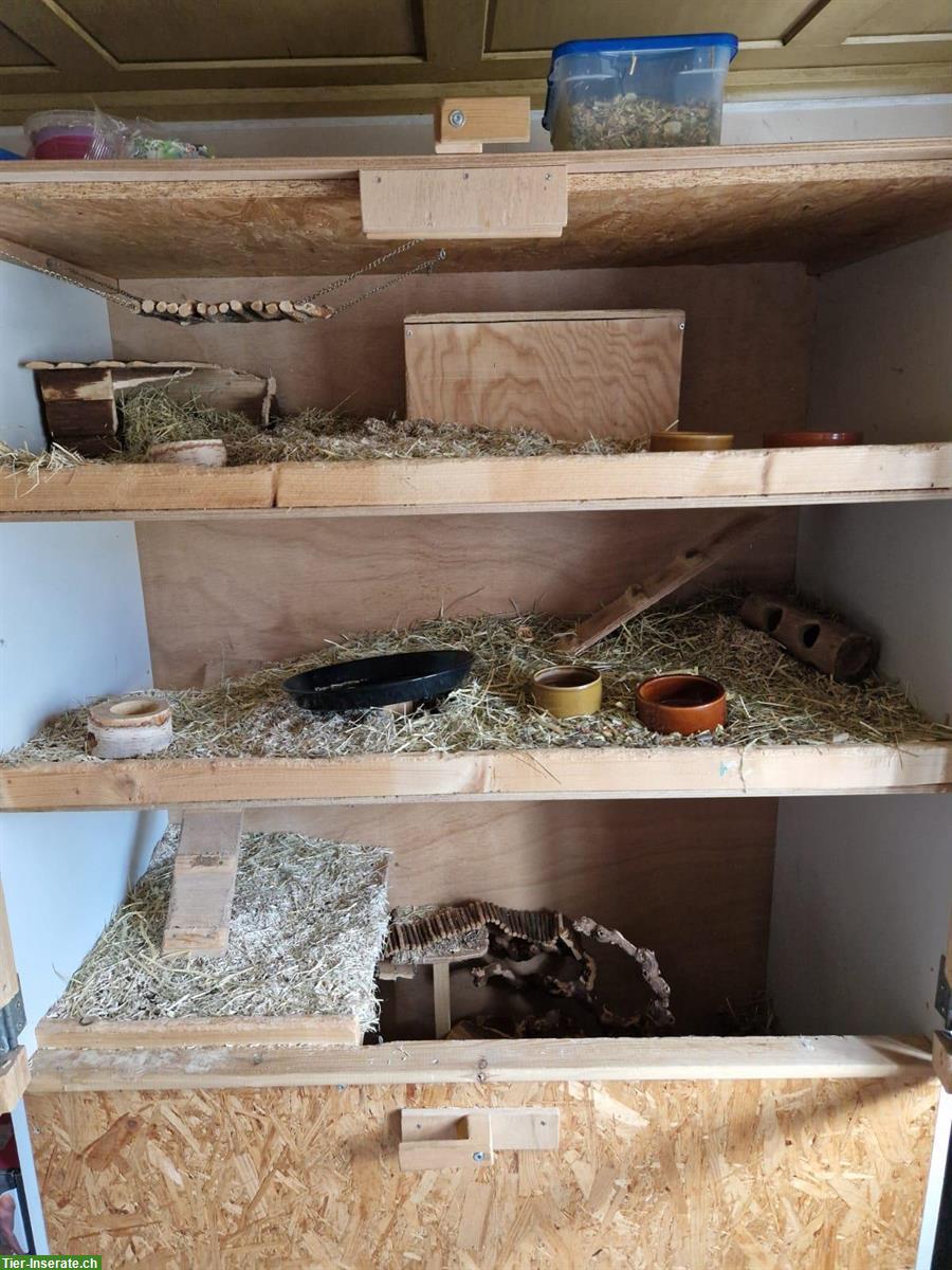 Bild 3: Degukäfig in Nesslau SG abzugeben