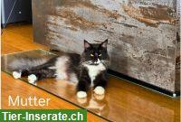 Norwegische Waldkatzen-Kitten suchen ein liebevolles Zuhause