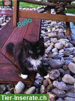 Bild 2: Norwegische Waldkatzen-Kitten suchen ein liebevolles Zuhause