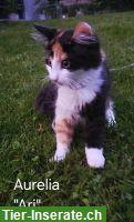 Bild 4: Norwegische Waldkatzen-Kitten suchen ein liebevolles Zuhause