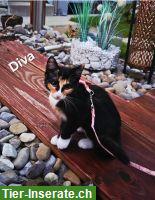 Bild 5: Norwegische Waldkatzen-Kitten suchen ein liebevolles Zuhause