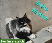 Bild 6: Norwegische Waldkatzen-Kitten suchen ein liebevolles Zuhause