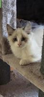 Ragdoll Mischlingskitten suchen Ihre Familie