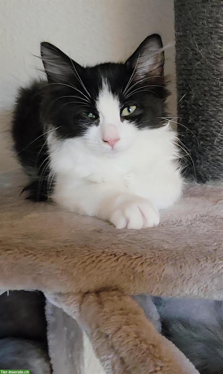 Bild 2: Ragdoll Mischlingskitten suchen Ihre Familie