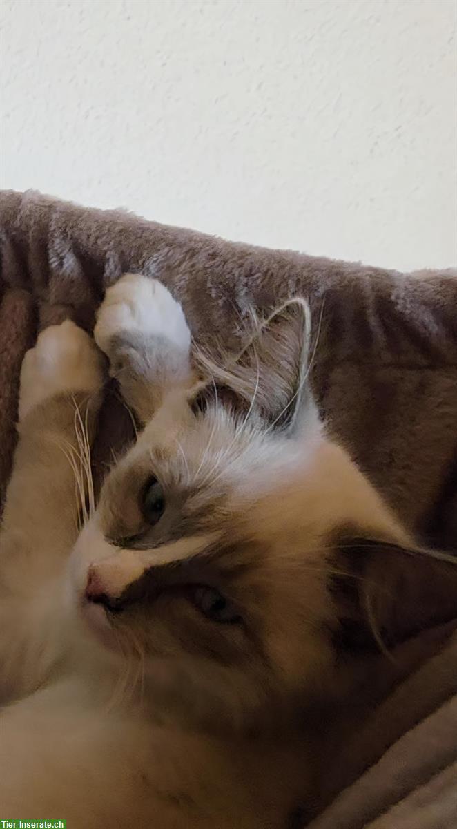 Bild 3: Ragdoll Mischlingskitten suchen Ihre Familie